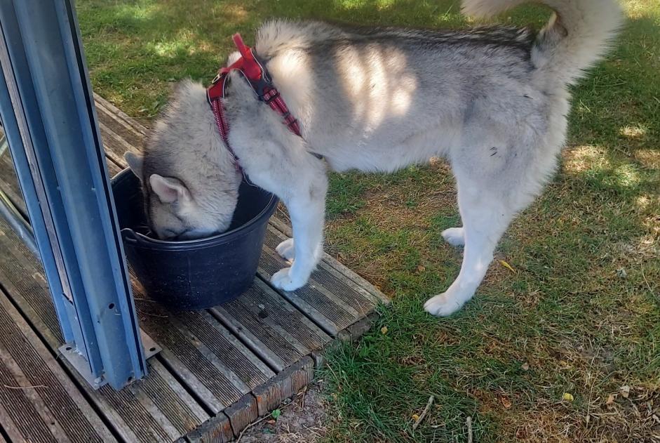 Fundmeldung Hund Weiblich Ajain Frankreich Fundmeldung Hund Weiblich Ajain Frankreich